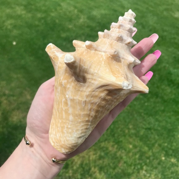 Pink Queen Conch Shell 🐚💗 - Picture 2 of 8